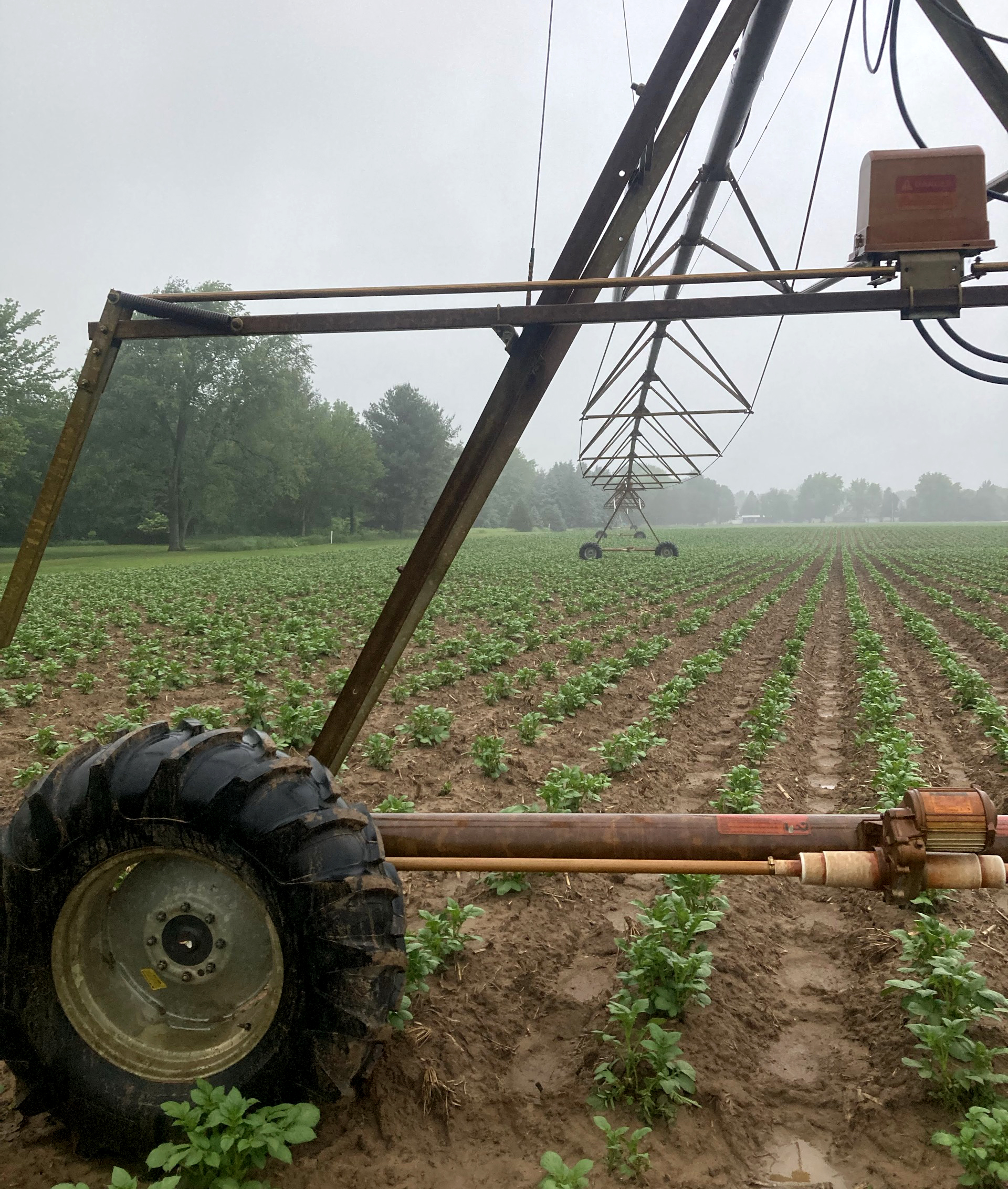 Potato plants in a field under a large irrigation sprayer
